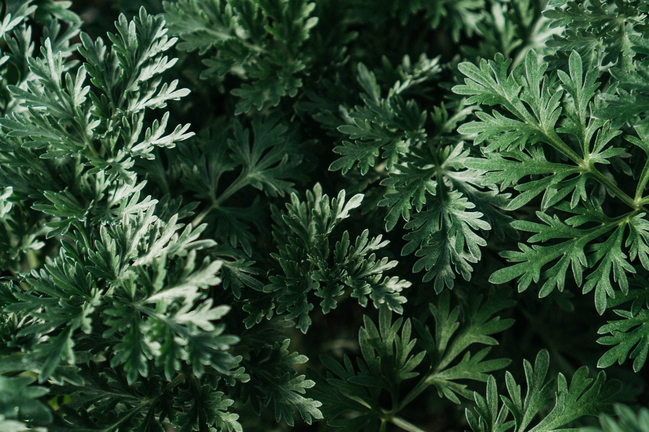 best herbs for protection